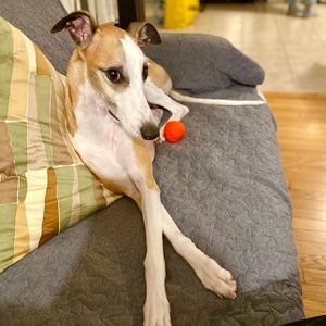 Meet your Posher, Hui